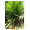 Gambar Tanaman Hias Palem Merah Bibit Palm Merah Unggul dari Purotani.ID Kab. Purworejo 3 Tokopedia