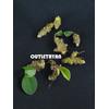 Gambar Umbi Binahong Biji Benih Bibit Binahong Tanaman Herbal Binahong dari OutletRyan Kota Bandung 2 Tokopedia