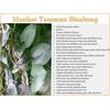 Gambar Umbi Binahong Biji Benih Bibit Binahong Tanaman Herbal Binahong dari OutletRyan Kota Bandung 4 Tokopedia