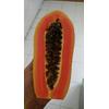 Gambar Benih Pepaya California/Calina dari NUSAGROW NURSERIES Kota Bogor 2 Tokopedia
