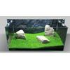 Gambar bibit benih tanaman air carpet seed aquascape aquarium - MINI DWARF dari neo geo shop Kota Depok 2 Tokopedia