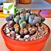 Gambar Seed Seeds Plant Cactus Lithops Sukulen dari Beauty Trusty Flower Jakarta Barat 1 Tokopedia