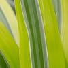 Gambar Tanaman Hias Indoor Colorful - Dracaena 'Lemon Lime' / Dragon Tree dari PlantismeID Jakarta Timur 1 Tokopedia