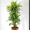 Gambar Tanaman Hias Indoor Colorful - Dracaena 'Lemon Lime' / Dragon Tree dari PlantismeID Jakarta Timur 2 Tokopedia