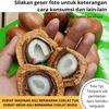 Gambar Termurah BUAH ZURIAT MADINAH - PROMIL Ukuran Small - PROGRAM HAMIL dari kurma-haji Kota Surabaya 2 Tokopedia
