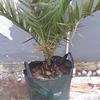 Gambar pohon kurma ajwa azwa betina dan jantan tinggi 1 meter daun dari probit store Kab. Bogor 3 Tokopedia