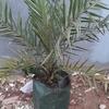 Gambar pohon kurma ajwa azwa betina dan jantan tinggi 1 meter daun dari probit store Kab. Bogor 2 Tokopedia