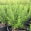 Gambar Benih-Bibit Herba Rosemary (Haira Seed) dari benihkita Kota Depok 4 Tokopedia