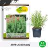 Gambar Benih-Bibit Herba Rosemary (Haira Seed) dari benihkita Kota Depok 1 Tokopedia