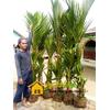 Gambar Tanaman Hias Palem Merah Bibit Palm Merah Unggul dari Purotani.ID Kab. Purworejo 4 Tokopedia