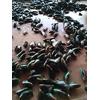 Gambar Kerang Hijau dari Pedrooana Kab. Banyumas 2 Tokopedia