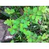 Gambar Daun Bidara Segar dipetik saat ada pesanan dari OutletRyan Kota Bandung 1 Tokopedia