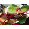 Gambar Daun Gendola Binahong Merah 250gr baru akan dipetik saat ada pesanan dari OutletRyan Kota Bandung 1 Tokopedia