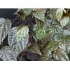 Gambar Daun Sirih Merah baru dipetik saat ada pesanan dari OutletRyan Kota Bandung 5 Tokopedia