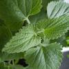 Gambar Dried Catnip - Katnip Kering untuk kucing - Hemat, Aman dan Alami dari Cindmill Shop Jakarta Selatan 2 Tokopedia