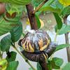 Gambar Bibit Jambu Kristal (Fresh Cangkok) Paket 10 pcs dari NUSAGROW NURSERIES Kota Bogor 1 Tokopedia