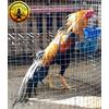 Gambar . TELUR AYAM LHK EKOR LIDI BUKAN SHAMO GANOI PAMA TRAD SAIGON MAGON dari meerii shop Jakarta Barat 3 Tokopedia