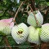 Gambar Bibit Jambu Kristal Bersertifikat dari NUSAGROW NURSERIES Kota Bogor 4 Tokopedia