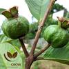 Gambar Bibit Jambu Kristal Bersertifikat dari NUSAGROW NURSERIES Kota Bogor 3 Tokopedia