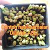 Gambar Biji Benih Lithops Mix (Living Stone) 500 biji dari Biji Benih Kota Medan 2 Tokopedia