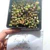 Gambar Biji Benih Lithops Mix (Living Stone) 500 biji dari Biji Benih Kota Medan 3 Tokopedia