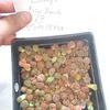 Gambar Biji Benih Lithops Mix (Living Stone) 500 biji dari Biji Benih Kota Medan 4 Tokopedia