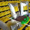 Gambar Roastbean Kopi Java Robusta - Dampit 100% - Biji Sangrai dari kopi malang dampit Kab. Malang 1 Tokopedia
