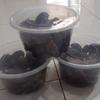 Gambar Buah Kurma Medjool JUMBO 1kg TERMURAH DIBAWAH PASARAN MERK TERBAGUS dari Deandre Fruit Market1 Kota Bekasi 4 Tokopedia