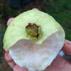 Gambar Bibit Jambu Kristal (Fresh Cangkok) Paket 10 pcs dari NUSAGROW NURSERIES Kota Bogor 3 Tokopedia