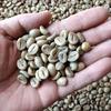 Gambar GREENBEAN KOPI ROBUSTA DAMPIT 1 KG dari KOPI MAHAGADING Kab. Malang 1 Tokopedia