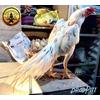 Gambar Terbaru Telur Ayam Lhk Ekor Lidi Bukan Shamo Ganoi Pama Trad Saigon dari Bhanu Jaya Jakarta Timur 3 Tokopedia