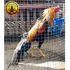 Gambar Terbaru Telur Ayam Lhk Ekor Lidi Bukan Shamo Ganoi Pama Trad Saigon dari Bhanu Jaya Jakarta Timur 1 Tokopedia