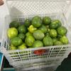 Gambar PROMO TERMURAH 1kg Buah Lemon California Jeruk Lemon Grade A dari Joan Fruit Supplier Buah Kota Bekasi 4 Tokopedia