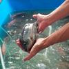 Gambar Ikan Mujair Mujaer Segar Hidup Fress - 1KG dari N'CEX AQUATICS Jakarta Timur 1 Tokopedia
