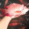Gambar Ikan Nila segar hidup fresh - 1KG dari N'CEX AQUATICS Jakarta Timur 1 Tokopedia