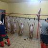 Gambar DAGING KAMBING MUDA FRESH dari abo hussain Jakarta Timur 4 Tokopedia