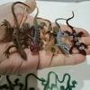 Gambar mainan karet cicak reptil ecer dari uniquevisualshop Jakarta Barat 4 Tokopedia