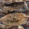 Gambar KEPITING RAJUNGAN SEGAR 1.0kg dari Hello Cell & Distro Kota Bandung 1 Tokopedia