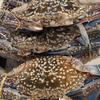 Gambar KEPITING RAJUNGAN SEGAR 1.0kg dari Hello Cell & Distro Kota Bandung 4 Tokopedia