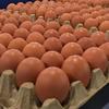 Gambar Premium Egg dari Deny Shopping Kota Medan 1 Tokopedia