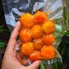 Gambar KUNING TELUR ASIN MATANG PREMIUM dari Telur Asin MR Kota Bekasi 5 Tokopedia