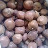Gambar Buah Zuriat Asli Mesir 1kg Harga Grosir Buah Zuriat dari Kurma Sarifah Jakarta Pusat 2 Tokopedia