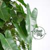 Gambar Philodendron Burle Marx - Small dari Shop with Sky Jakarta Selatan 4 Tokopedia