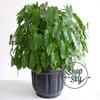 Gambar Philodendron Burle Marx - Small dari Shop with Sky Jakarta Selatan 3 Tokopedia