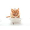 Gambar PETSOWN Susu Kucing Kitten and Cat Milk with Glucosamine 1L dari Pet Republic Jakarta Utara 4 Tokopedia