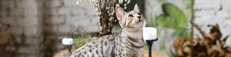 Safana Pet Shop - Bogor Tengah, Kota Bogor | Tokopedia