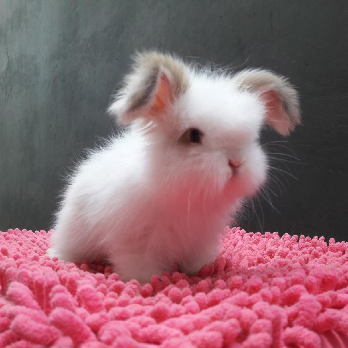 Jual English Angora Terlengkap Harga Murah Juni 2025 Tokopedia