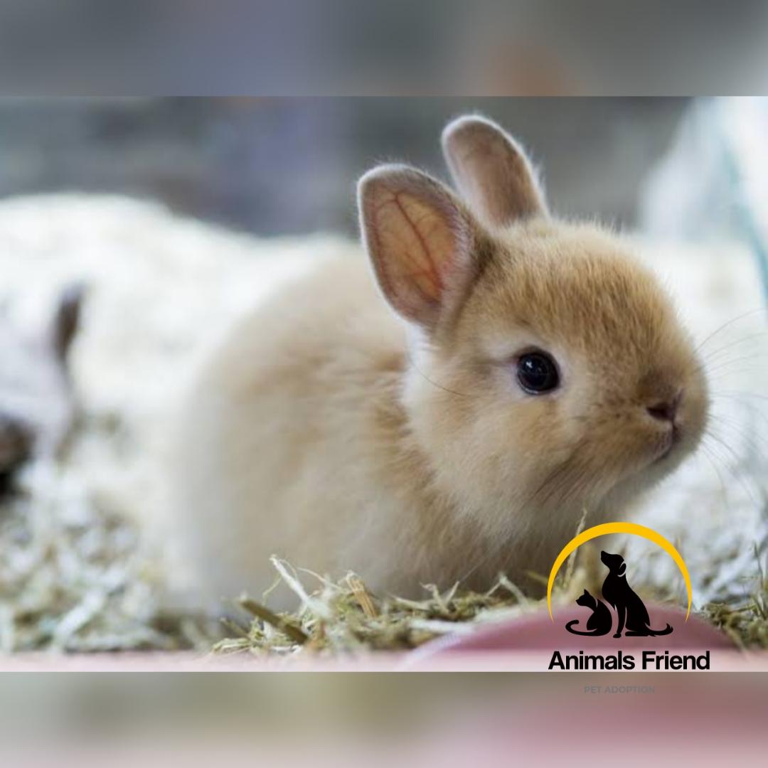 Netherland Dwarf Bunny Places That Sell Rabbits Near Me South