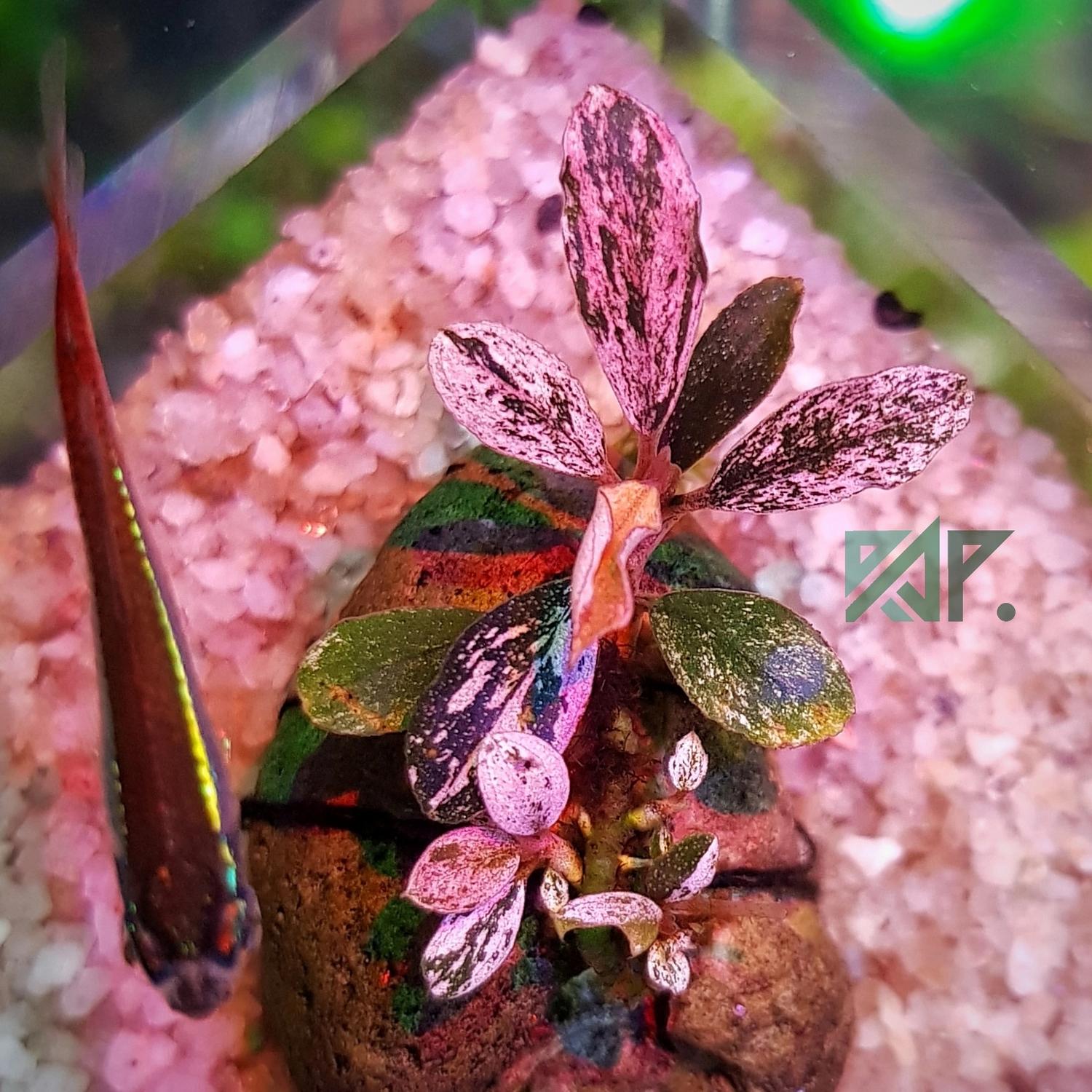 Bucephalandra sp. Varigata Pink 水中葉 Bucephalandra sp. Varigata Pink 水中葉 Bucephalandra sp. Varigata
