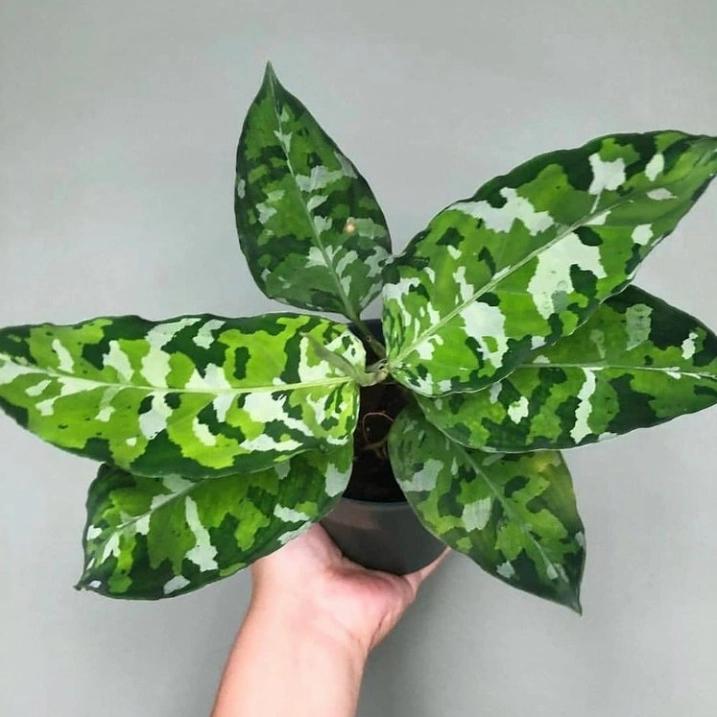 特価 朝方迄限定特価 Aglaonema pictum 【Weed】 超特価朝方迄限定価格【Weed】Aglaonema pictum 【公式通販】